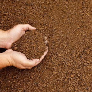 Bulk Top Soil